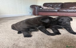 Mixed Breed dogs for sale: Labrador X Belgian Shepherd Belgiador  - Image 14
