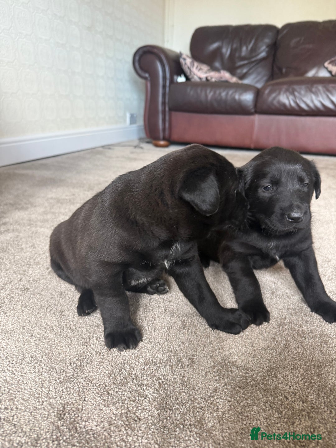 Mixed Breed dogs for sale: Labrador X Belgian Shepherd Belgiador  - Image 14