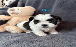 Shih Tzu dogs for sale: 6 beautiful shih tzu - Image 5