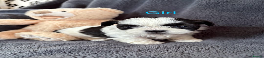Shih Tzu Puppy 3