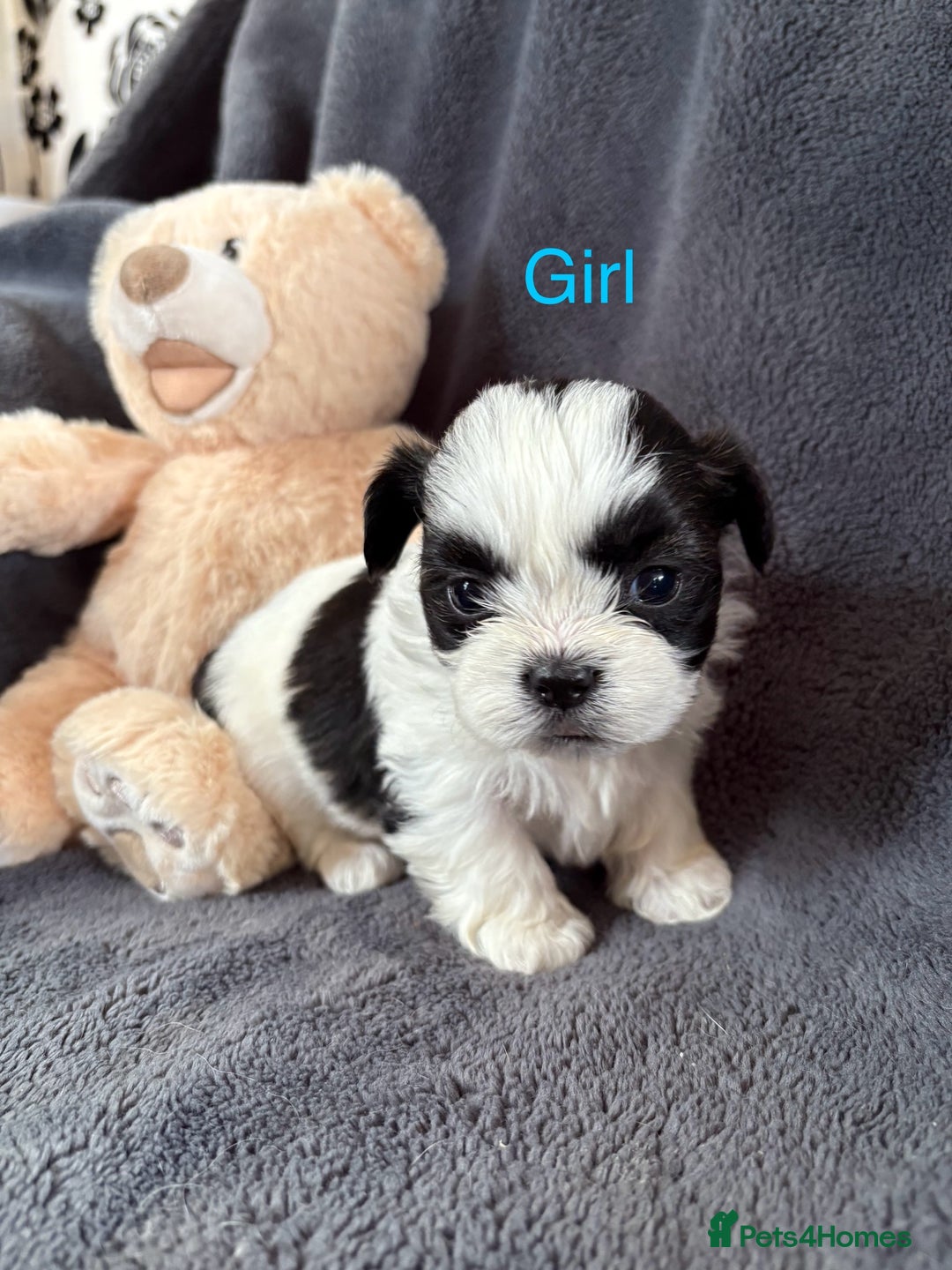 Shih Tzu dogs for sale: 6 beautiful shih tzu - Image 5