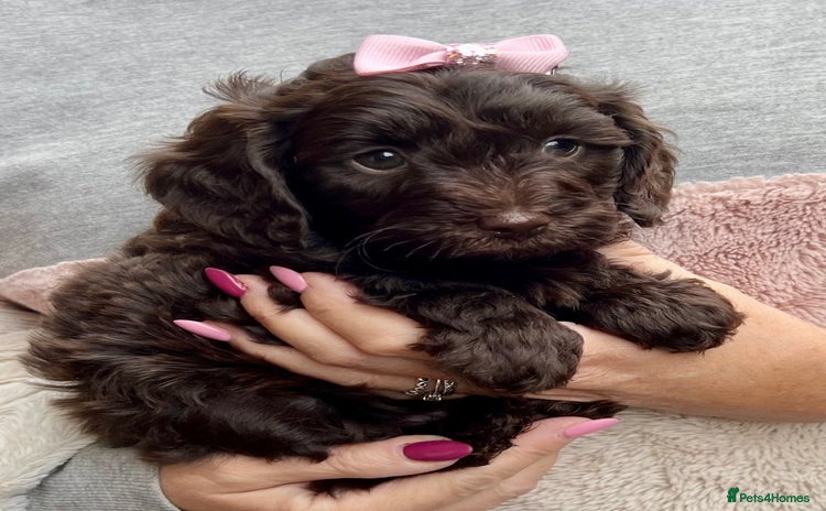 Cavapoo dogs - Advert 16