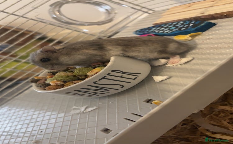 Hamster rodents - Advert 2