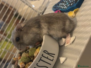 Hamster rodents - Advert 22