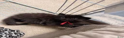 Mixed Breed cats for sale: Long-Haired Kittens Maine Coon & Ragdoll Heritage - Advert 2