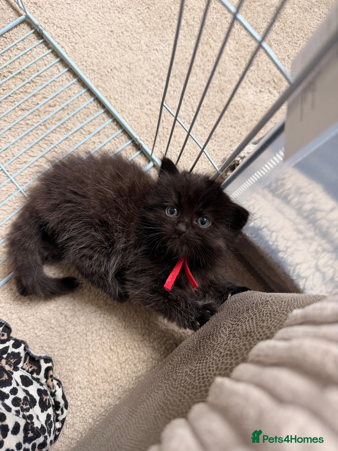 Mixed Breed cats for sale: Long-Haired Kittens Maine Coon & Ragdoll Heritage - Advert 2