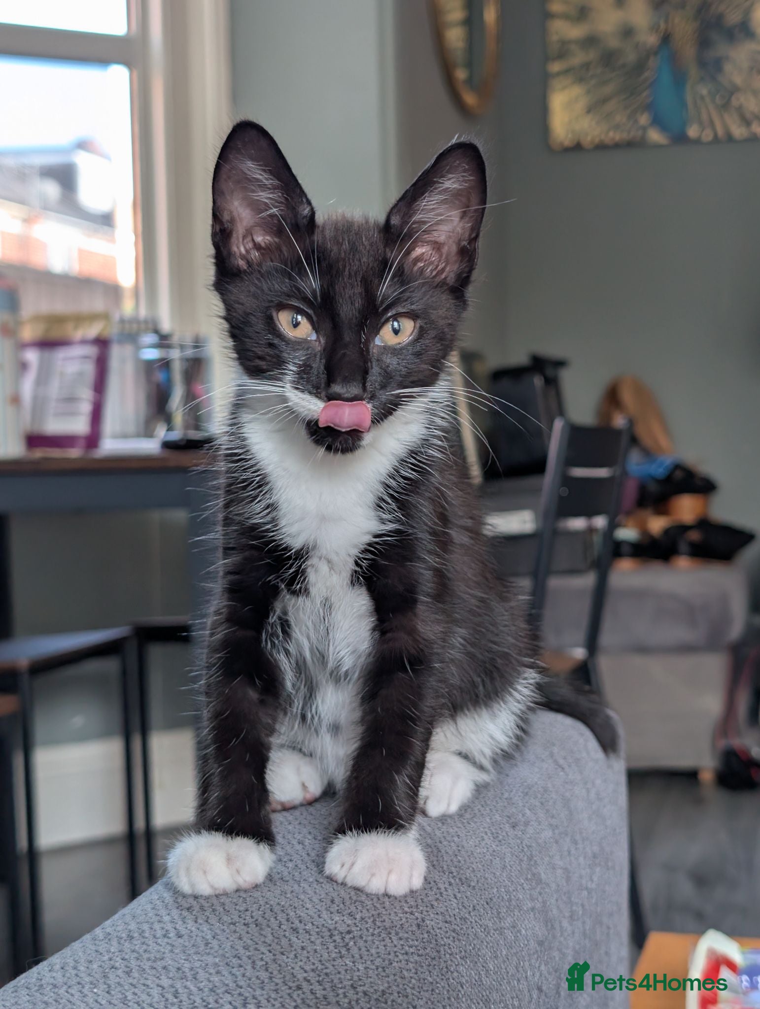 Mixed Breed cats Siberian X Bengal boy - Advert 4