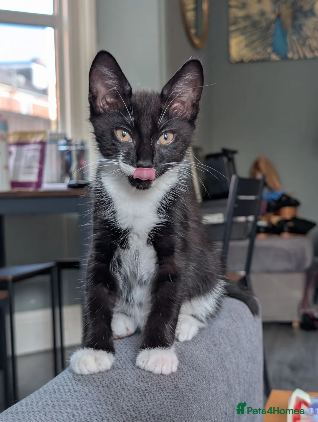 Mixed Breed cats for sale: Siberian X Bengal boy - Advert 1