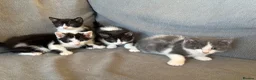 Mixed Breed cats for sale: Beautiful kittens - Advert 5