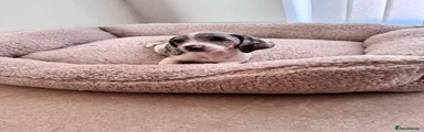 Miniature Dachshund 4
