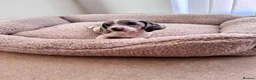 Miniature Dachshund dogs for sale: lovely miniature dachshund puppies for sale in Maidstone - Advert 5
