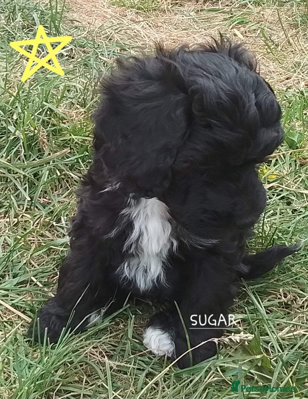 American Cocker Spaniel dogs for sale: SIX SNUGGLE MUFFINS AMERICAN COCKER, TOY POODLE - Image 4