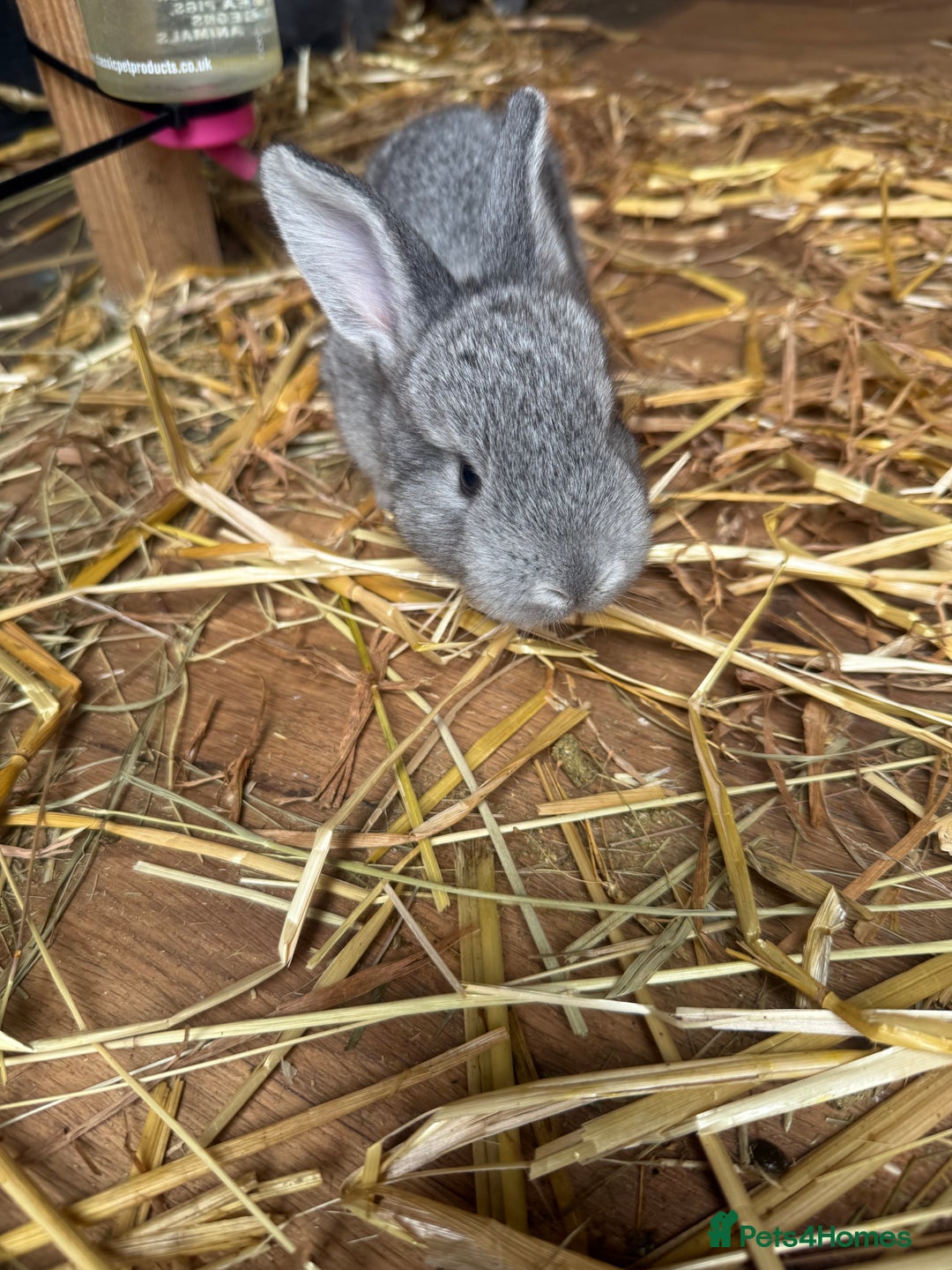 British Giant rabbits for sale: Giant rabbits  - Image 2