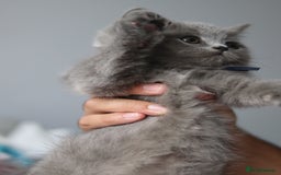 British Shorthair cats for sale: ✨️Outstanding GCCF Grand Chmp Line BSH ❤️ - Image 27