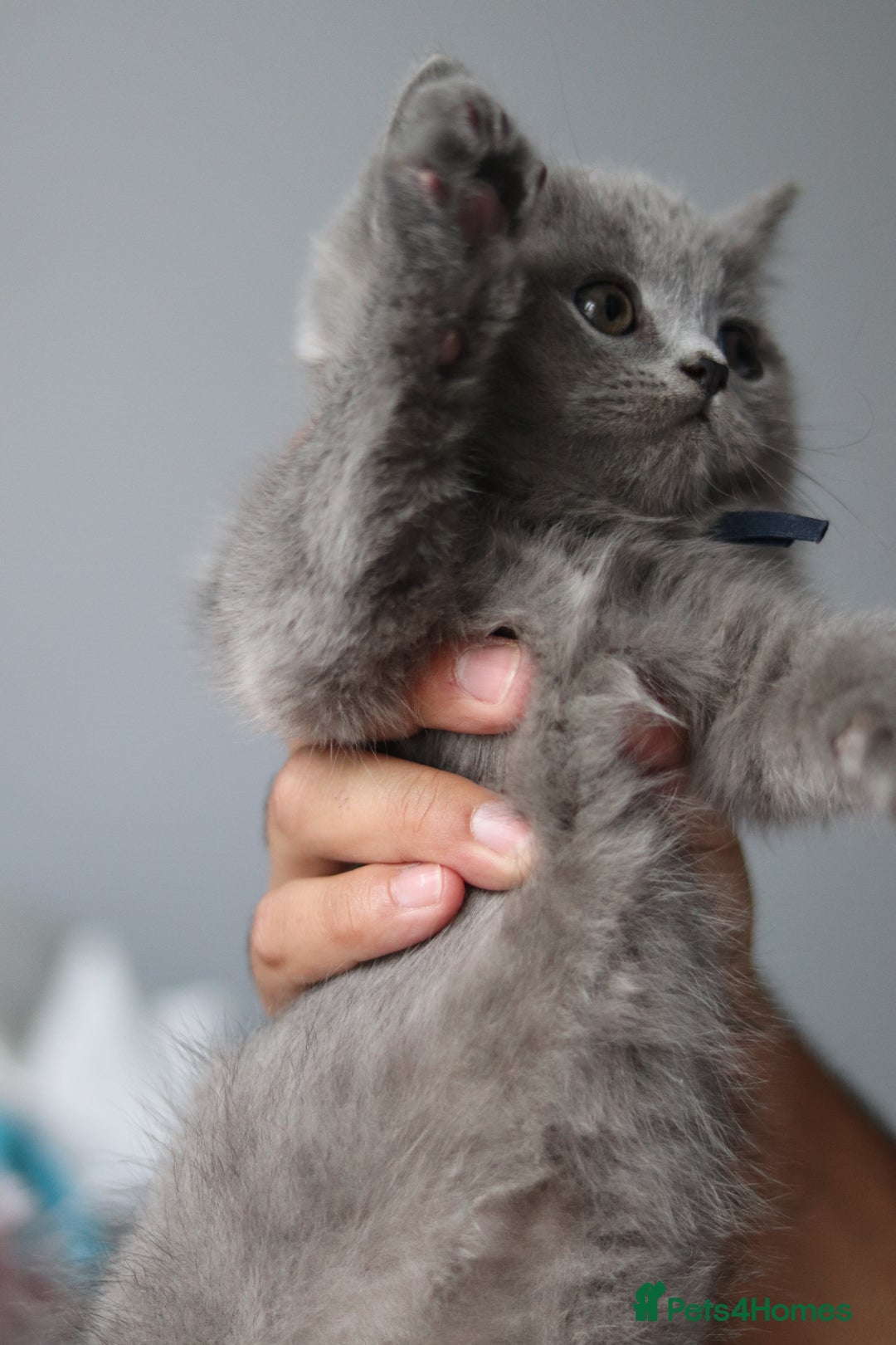 British Shorthair cats for sale: ✨️Outstanding GCCF Grand Chmp Line BSH ❤️ - Image 27