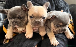 French Bulldog dogs for sale: Well bred French Bulldog Puppies  - Image 10