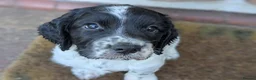 Sprocker dogs for sale: Sprocker Spaniels  - Advert 5