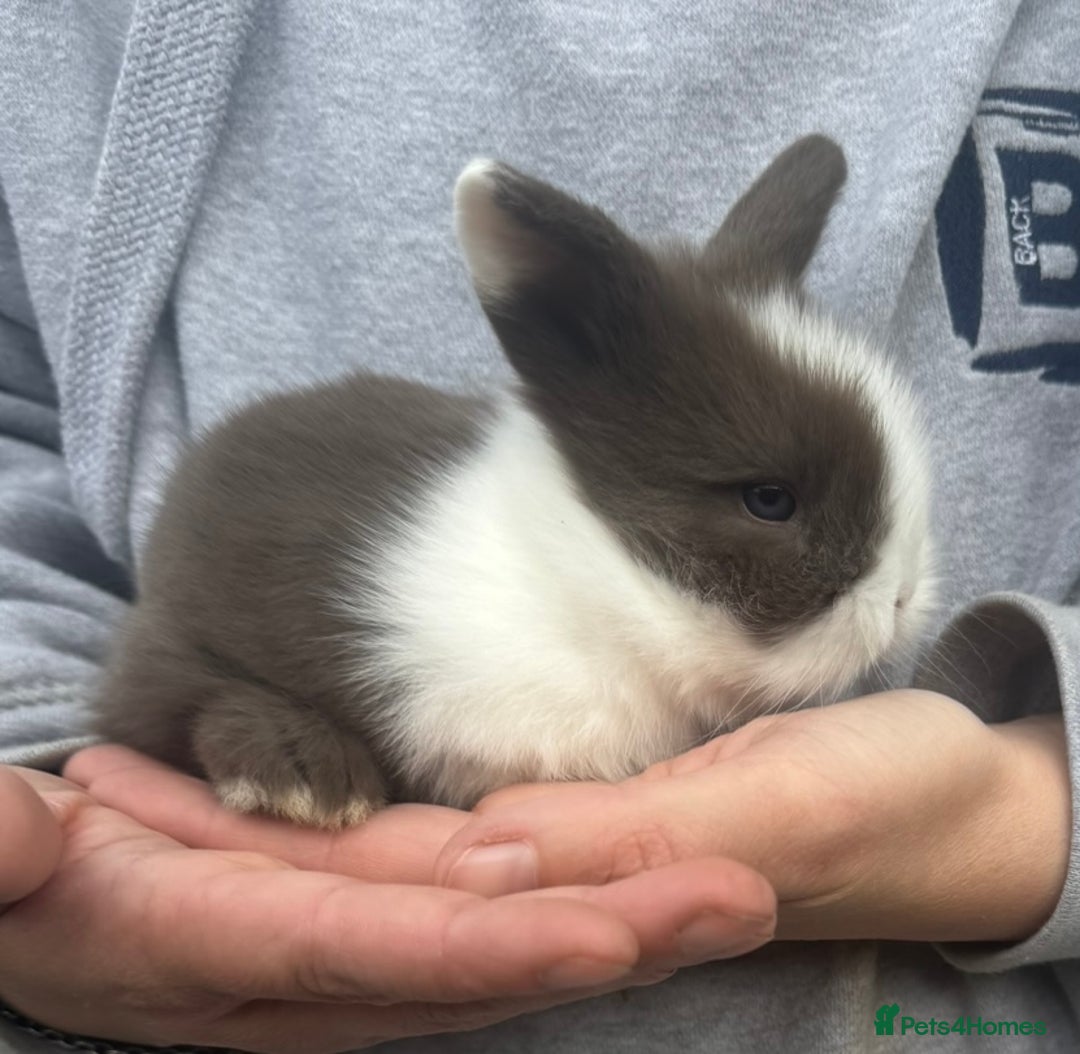 Mini Lion Lop rabbits for sale: 🩷🩵 4 Double mane mini lionlops 🩵🩷 - Advert 8