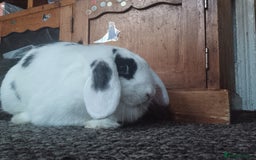 Mixed Breed rabbits for sale: Beautiful rabbit - Image 2