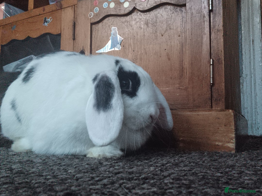 Mixed Breed rabbits for sale: Beautiful rabbit - Image 2