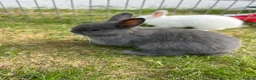 Netherland Dwarf rabbits for sale: Netherland Dwarf Baby rabbits - Advert 5