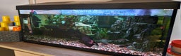 Catfish fish for sale: Complete Fish Tank Setup + Fishes - Advert 7