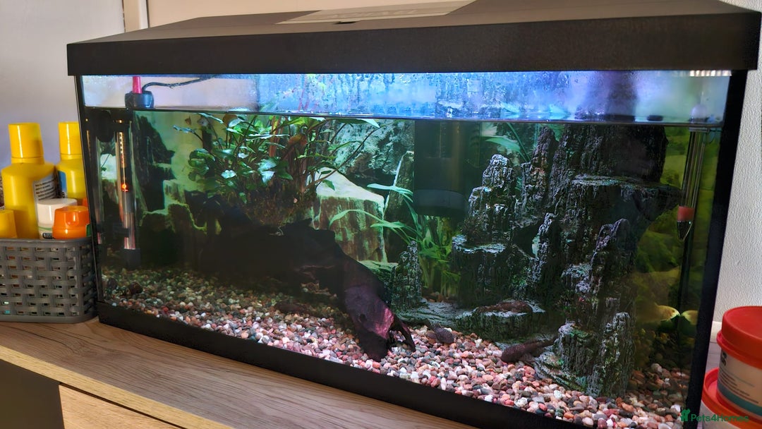Catfish fish for sale: Complete Fish Tank Setup + Fishes - Advert 7