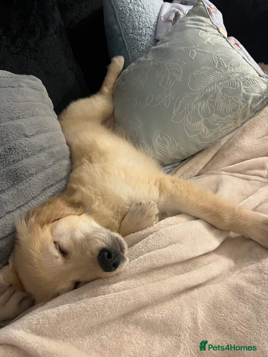 Golden Retriever dogs for sale: Golden Retriever Puppy - Male - Advert 4