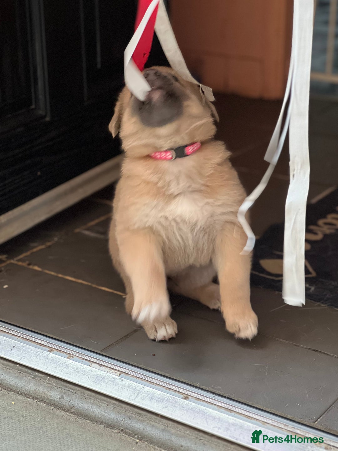 German Shepherd dogs for sale: REDUCED German shepherd puppies 8 was old - Advert 21