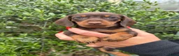 Miniature Dachshund dogs for stud: PROVEN KC Reg Miniature dachshund stud isabellatan - Advert 3