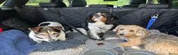 Cavalier King Charles Spaniel dogs for stud: Maisie moo in Cupar - Advert 4