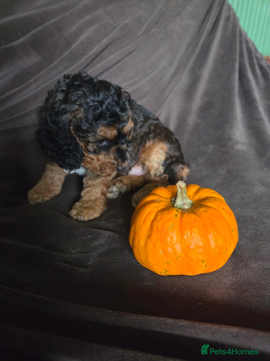 Cockapoo dogs for sale:  Show Quality F2b Cockapoo Pups        - Advert 10