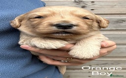 Labradoodle dogs for sale: Miniature Labradoodle Puppies ready 22/11/25 - Image 5