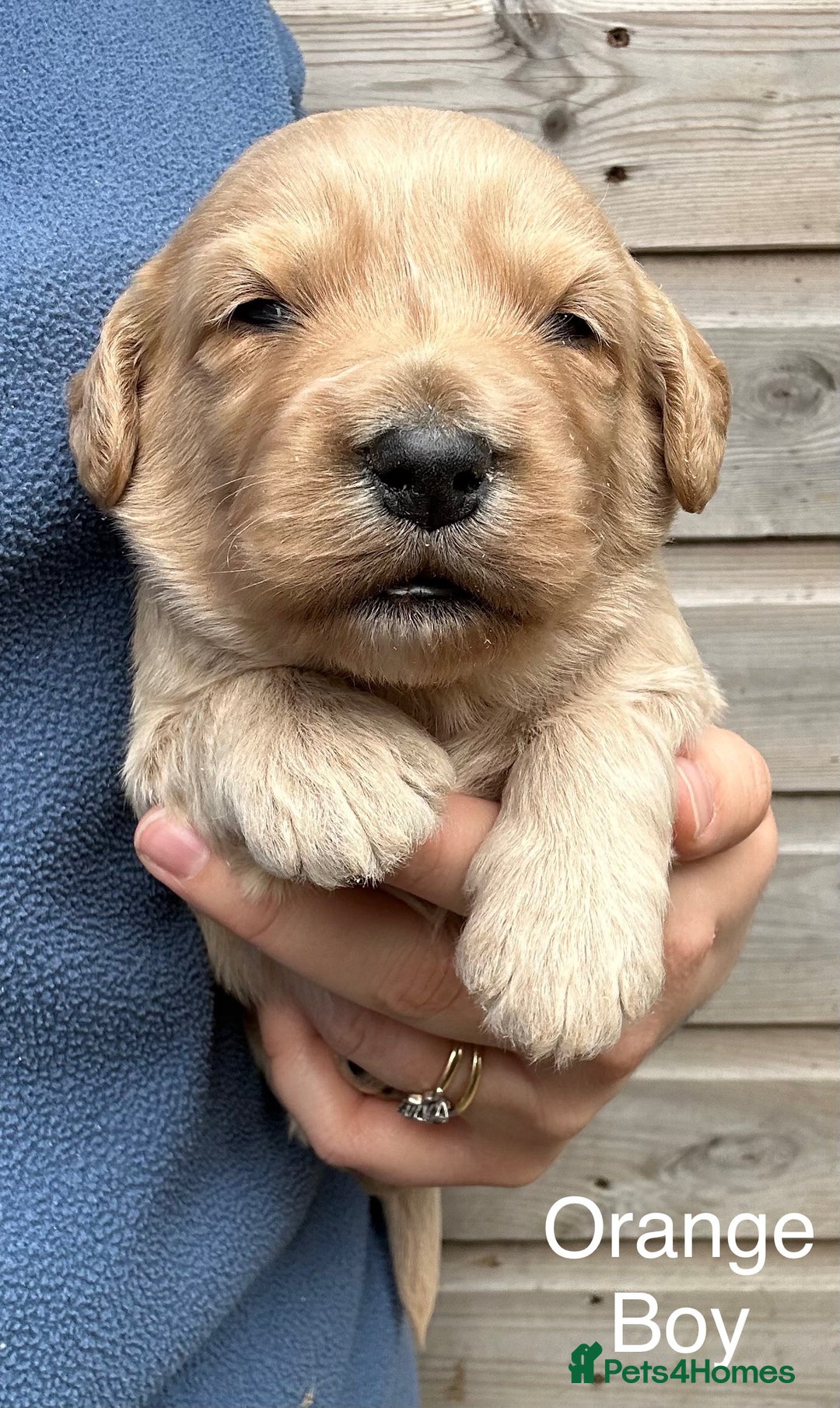 Labradoodle dogs for sale: Miniature Labradoodle Puppies ready 22/11/25 - Image 5