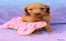 Mini Goldendoodle dogs for sale: Gorgeous Mini Goldendoodles By Therapy Asst Mom - Image 12