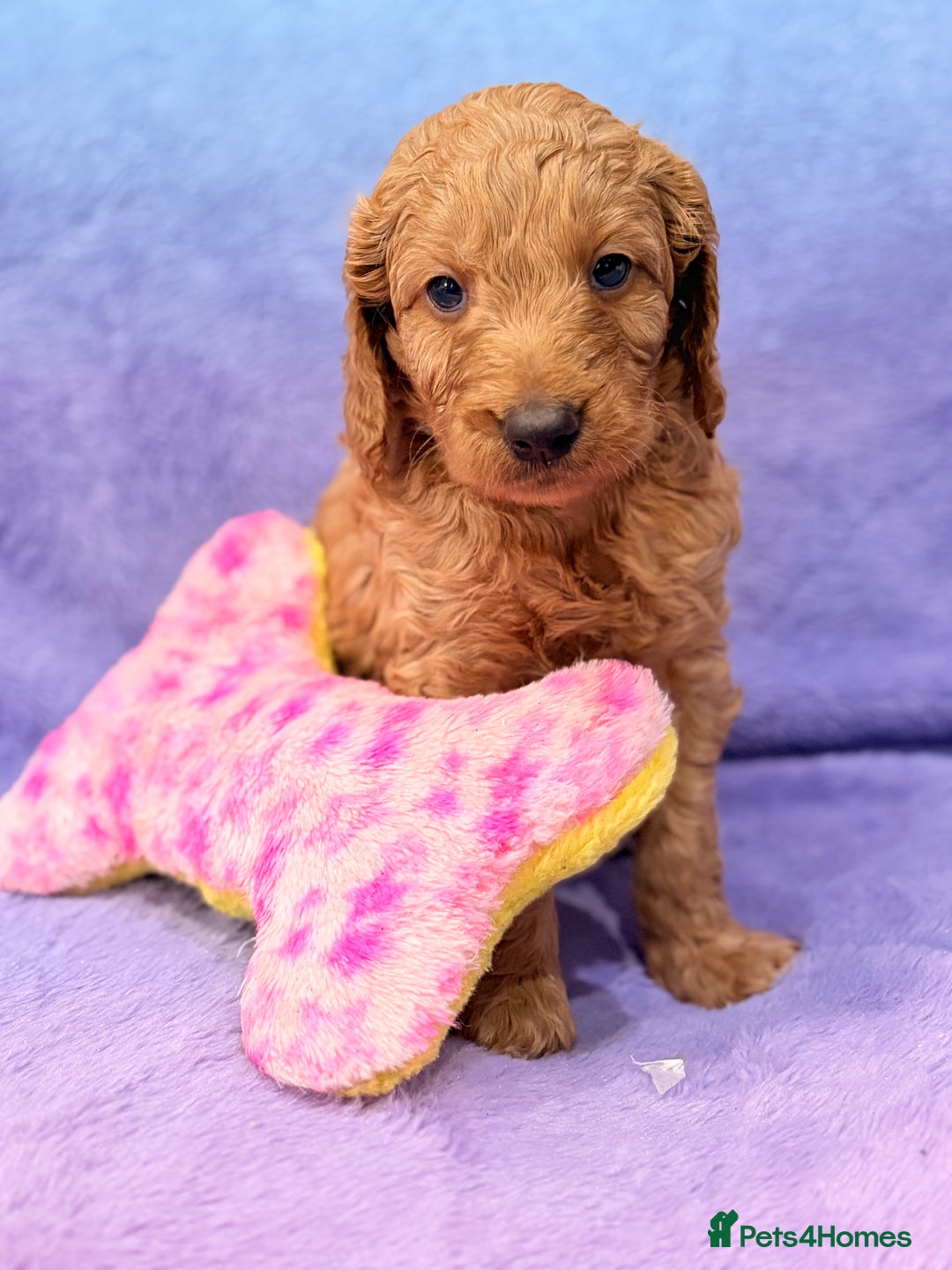 Mini Goldendoodle dogs for sale: Gorgeous Mini Goldendoodles By Therapy Asst Mom - Image 12