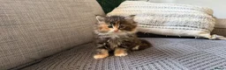 Maine Coon cats for sale: Beautiful half Maine coon kittens available.  in Bristol - Advert 3