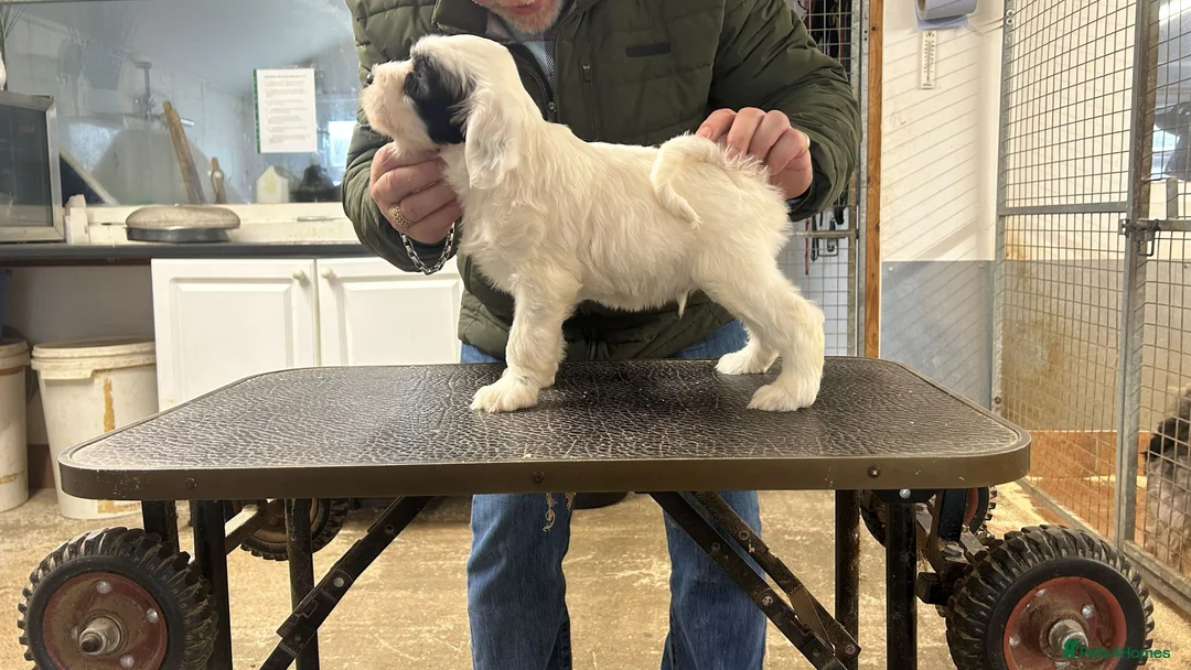 Tibetan Terrier dogs for sale: Araki Tibetan Terriers Puppies Available - Advert 3