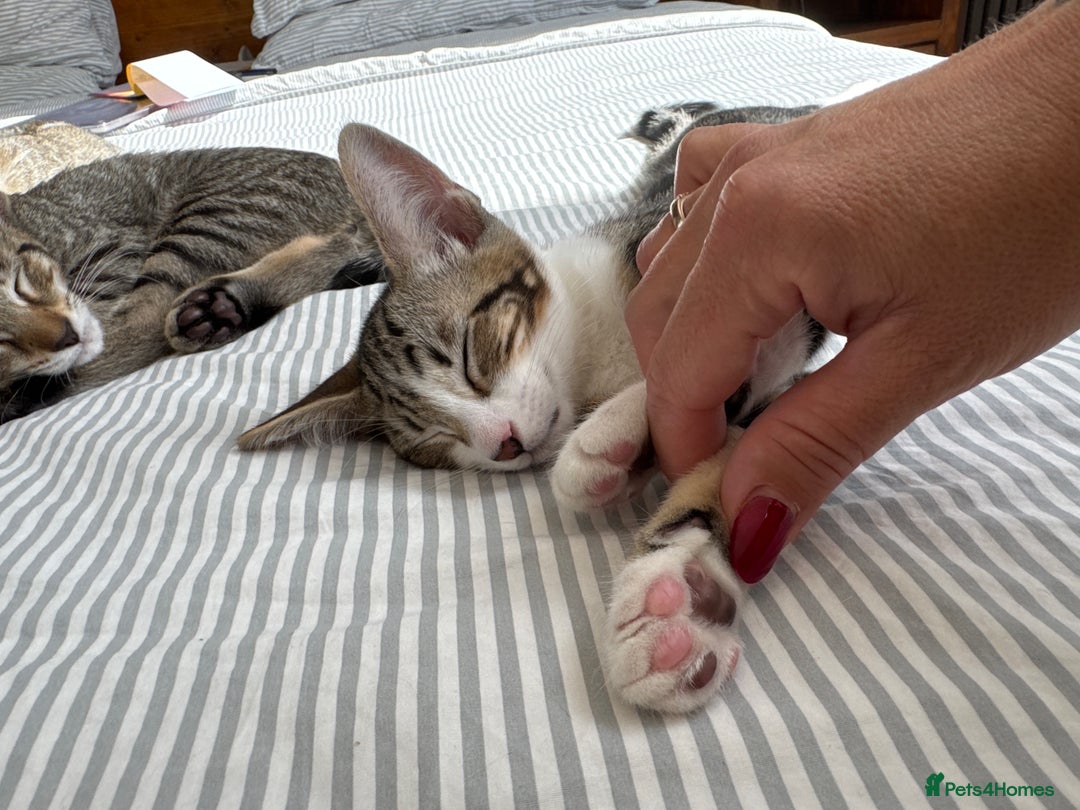 Siamese cats for sale: Siamese-Tabby Mix Kittens Available from 17th Sept - Image 20