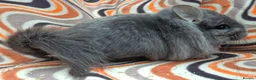 Chinchilla rodents for sale: Variety of chinchillas babys and adults - Advert 10