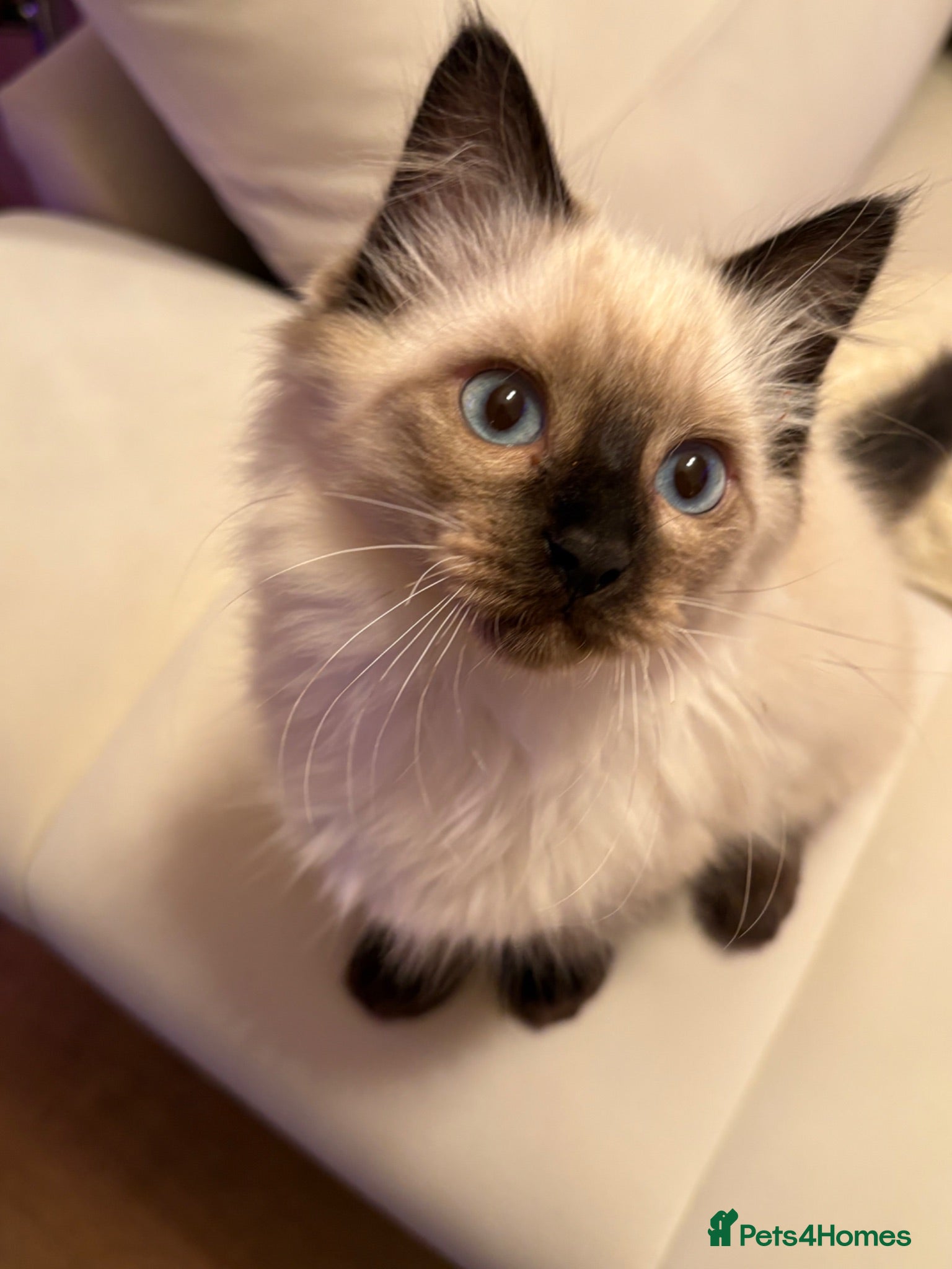Ragdoll cats Adorable purebred Ragdolls  - Advert 12