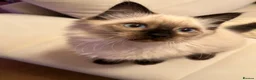 Ragdoll cats for sale: Adorable purebred Ragdolls  - Advert 4