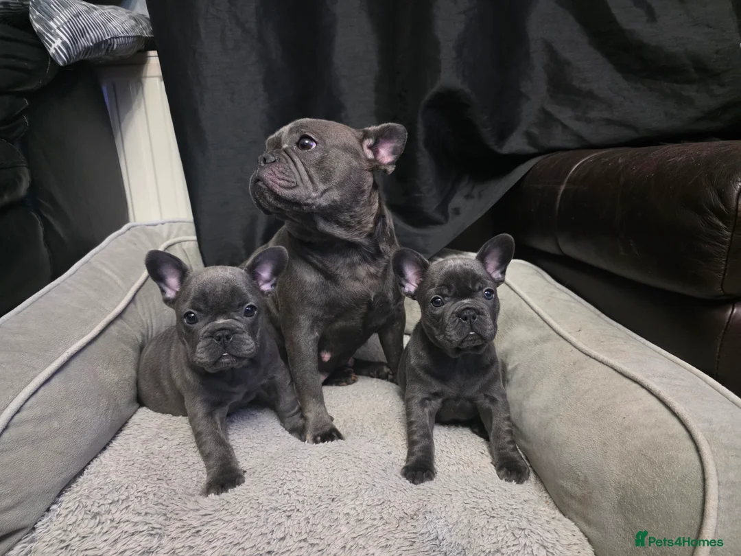 French Bulldog dogs for sale: 2 female blue french bulldogs for a new home in Dagenham - Advert 11