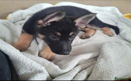 German Shepherd dogs for sale: BEAUTIFUL GERMAN SHEPHERD PUPS READY NOW - Image 24