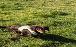 Miniature Dachshund dogs for sale: Long-haired miniature Dachshund choc/tan female  - Image 12