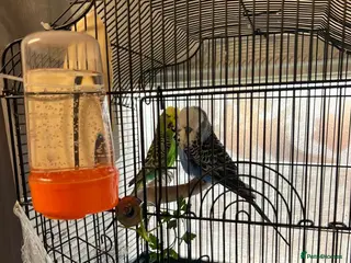 Budgerigars birds Budgerigars and cage - Advert 1