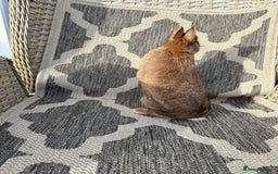 Netherland Dwarf rabbits for sale: Adult Netherlands dwarf doe. - Image 9