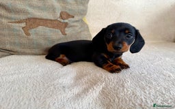 Miniature Dachshund dogs for sale: Miniature smooth haired Dachshunds  - Image 4