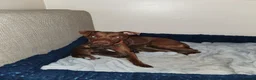 Patterdale Terrier dogs for sale: 5 patterdale puppies - Advert 10