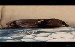 Miniature Dachshund dogs for sale: 5 Gorgeous chocolate and tan miniature dachshunds - Image 5